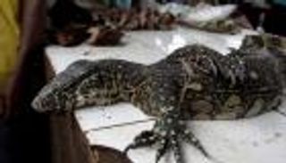 4 رجال يغتصبون سحلية نادرة في الهند.. والشرطة تكشف السبب