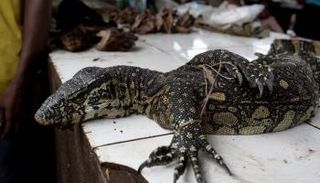 السحلية المغتصبة تنتمي إلى فصيلة مهددة بالانقراض