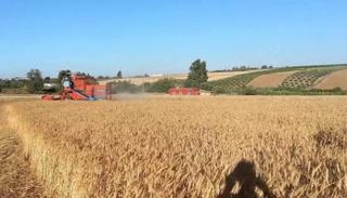 موسم القمح في تونس