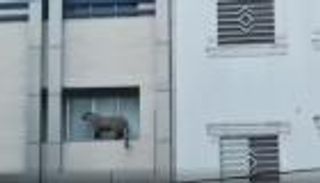 فهد يهاجم شرطيا ويثير الذعر في إيران