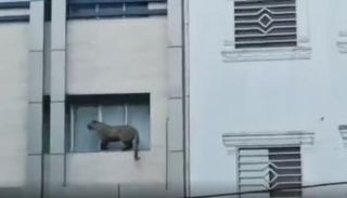 الفهد دخل المدينة آتيا من منطقة برّية