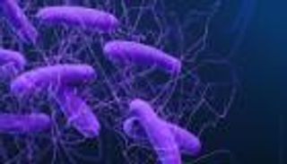 اكتشاف مثير للقلق.. بكتيريا مقاومة للأدوية تنتقل من الحيوانات إلى البشر