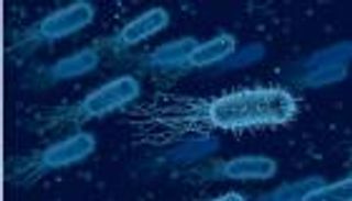 عدوى الشيغيلا.. بكتيريا مقاومة للأدوية تثير الذعر