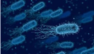 عدوى الشيغيلا تنتقل عن طريق أكثر من وسيلة