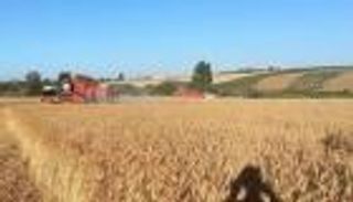 حرب أوكرانيا.. أزمة إمدادات الغذاء في الشرق الأوسط تتفاقم