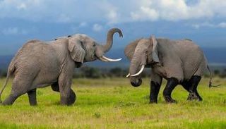 حديقة Selous Game Reserve 