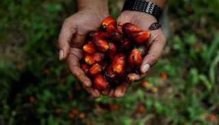 إندونيسيا حظرت تصديره.. ماذا تعرف عن زيت النخيل؟