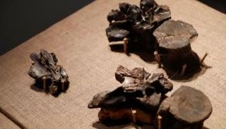 اكتشاف حفرية ديناصور من جنس الميجارابتور المفترس