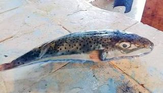 صورة نشرتها جمعية حوتيات لسمكة الأرنب السامة