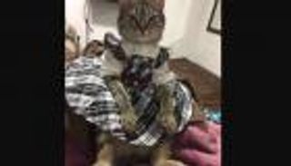 بطريقتها الخاصة.. قطط تحتفل بعيد الفطر في الجزائر (صور)