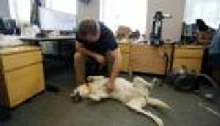 إرث الوباء.. الكلاب تداوم مع أصحابها في مكاتب الشركات