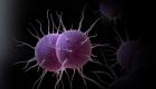 المكورات السحائية.. الأعراض والمضاعفات وطرق العلاج (إنفوجراف)