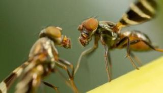 المرض لا يمنع ذباب الفاكهة من التزاوج