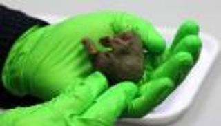 ثدييات تبيض.. قصة اكتشاف غيّر مسار علم الحيوان