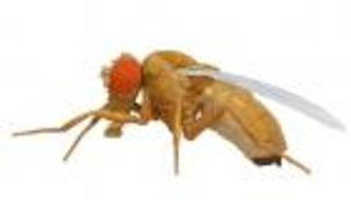 تطوير توأم رقمي لذبابة الفاكهة.. اختراق علمي مثير