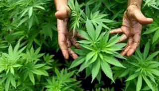 نبات القنب الهندي يستخلص منه مخدر الحشيش