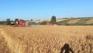 القمح الأوكراني