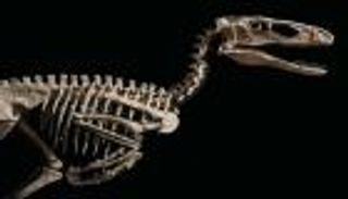 عاش قبل 110 ملايين سنة.. بيع ديناصور مقابل 12.4 مليون دولار 