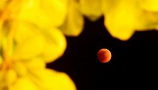 القمر الزهري الدموي العملاق