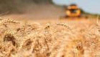 كيف نجت مصر من قرار الهند بحظر صادرات القمح؟.. صدفة عجيبة