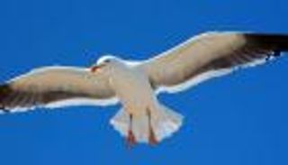 طائر يسرق متجر شهير.. مقرمشات وحلوى (صور)