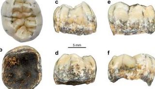 أسنان الطفلة التي يعود عمرها إلى أكثر من 130 ألف عام 