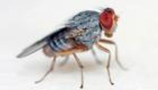 ذبابة الفاكهة.. معلومات عن حشرة يعشقها العلماء