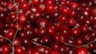 كيف يمكن للتوت البري تحسين الذاكرة؟.. دراسة بريطانية تجيب