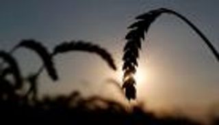  من الهند إلى مصر.. الجوع يدق أبواب العالم تحت شعار "حظر تصدير الغذاء"