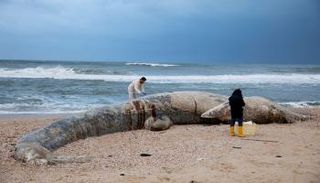  حوت العنبر  على شواطئ تل أبيب