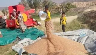مزارع للقمح المحلي في شبوة