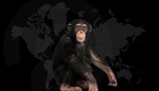 جدري القرود