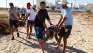 تونس تطلق سراح سلاحف مهددة بالانقراض بعد رعايتها (صور)