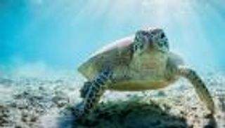 اليوم العالمي للسلحفاة 2022.. أسرار عن "أقدم مخلوق على الأرض"
