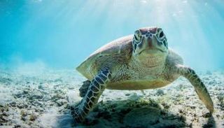 السلاحف أقدم المخلوقات على وجه الأرض