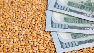 دعم محاصيل الحبوب في أفريقيا