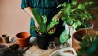 بحيلة تيك توك.. كيف تروي نباتاتك عند غيابك عن المنزل؟