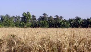 زراعات القمح - أرشيفية