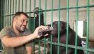 جدري القرود.. إجراءات مؤقتة لمنع استيراد الحيوانات في العراق