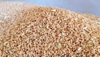 اليمن يؤمن إمدادات القمح