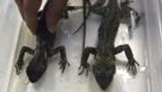 اكتشاف نوعين نادرين من "السحالي" في بيرو