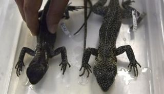 سحالي عثر عليها في بيرو