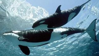 حوت الأوركا السفاح