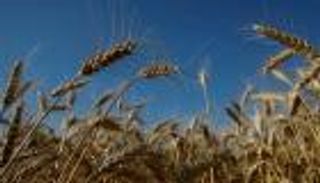  وزير الزراعة الأردني: احتياطيات القمح تكفي حاليا 13 شهرا