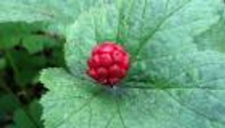 موجود في نبات "خاتم الذهب".. مركب عشبي واعد ضد سرطان الرئة