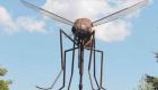 تمثال "الناموسة العملاقة" يثير ضجة.. هل يوجد بتونس؟