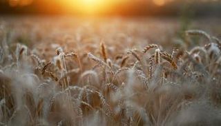 مصر تنتظر شحنة قمح قادمة من أوكرانيا عبر رومانيا