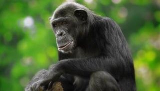 قردة الشمبانزي