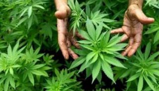 نبات القنب الهندي