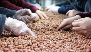 مصنع تركي لتعبئة البندق